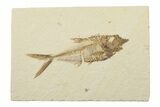 Fossil Fish (Diplomystus) - Wyoming #240348-1